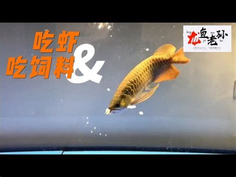 龍魚飼料推薦|魚友如何選擇龍魚飼料？ 